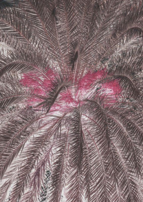 Vivid Portrayal Of Palm Leaves