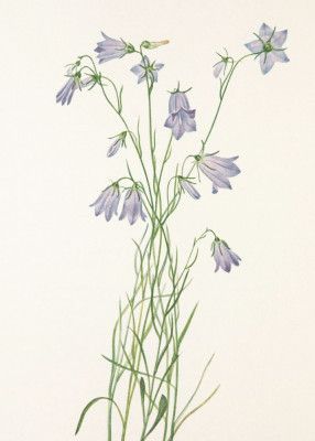 Harebell From North American Wildflowers (1925) By Mary Vaux Walcott