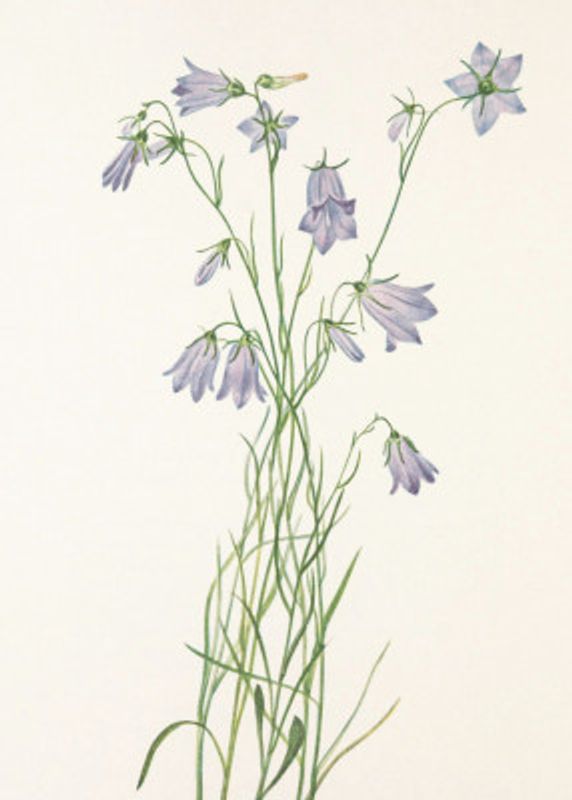 Harebell From North American Wildflowers (1925) By Mary Vaux Walcott