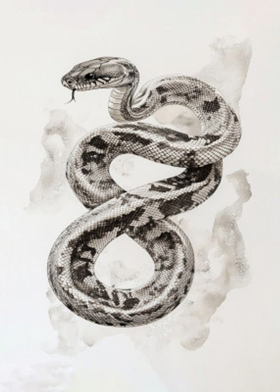 Snake On White Paper