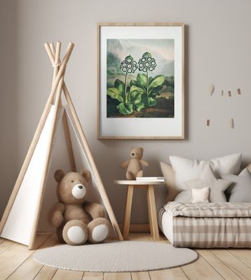 A Group of Auriculas from The Temple of Flora 2 (1807)