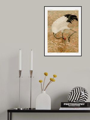 Sarus Crane In Rice Field