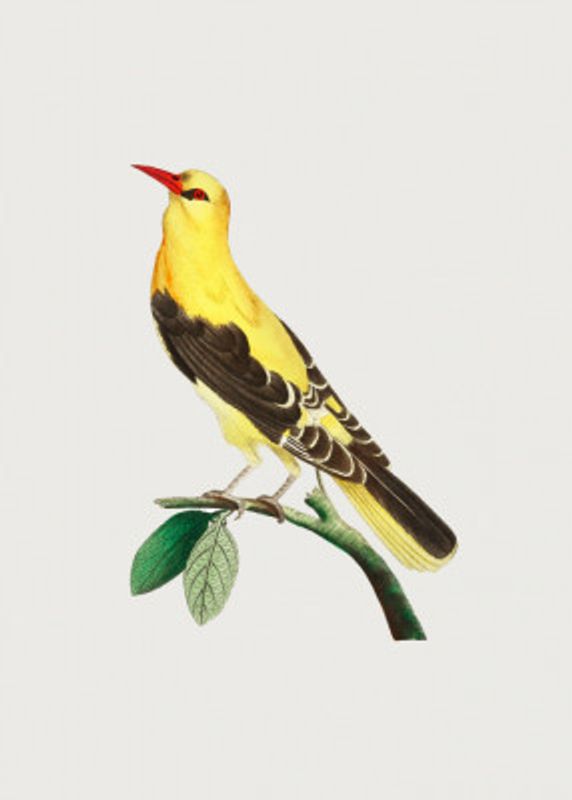 Golden Oriole