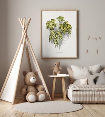 Abutilon Thompsoni Leaf Illustration