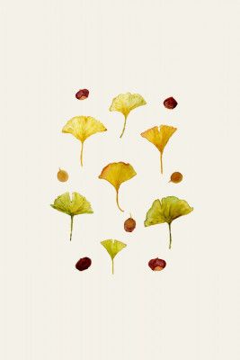 Ginkgo Leaves and Seeds