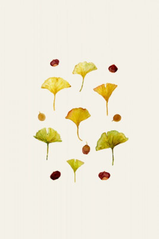 Ginkgo Leaves and Seeds