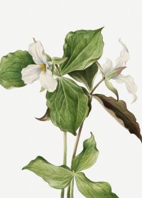 Large White Trillium