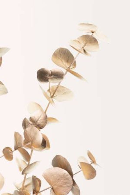 Eucalyptus Gold No 03