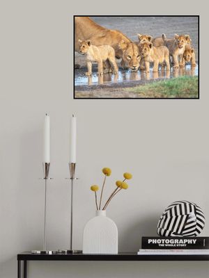 Wariness at the water hole