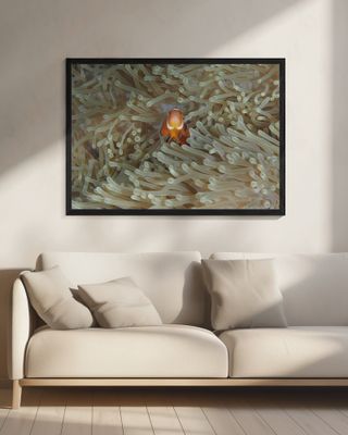 Amphiprion Ocellaris