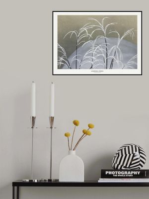 Frost From Momoyogusa