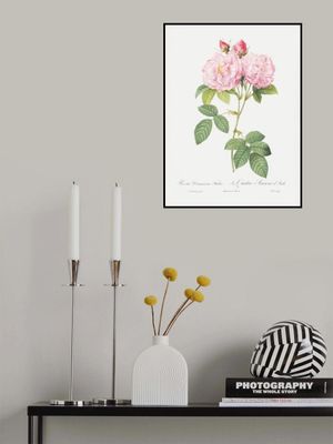 Rosa Bifera Officinalis, Les Roses (1817–1824)