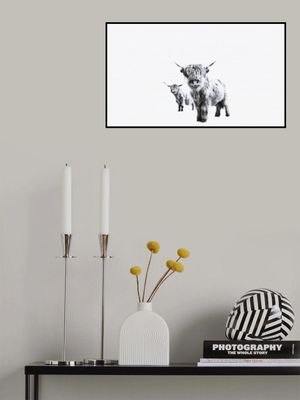 Highland Cows on White