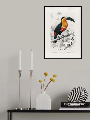 Toucan (ramphastos)