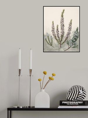 Epacris Drawn By Sarah Featon (1848–1927)