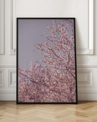 Pink Cherry Blossoms
