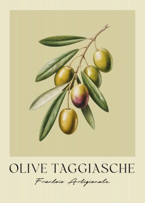 Olive Taggiasche