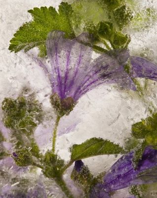 Frozen mallow flower