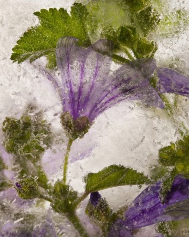Frozen mallow flower