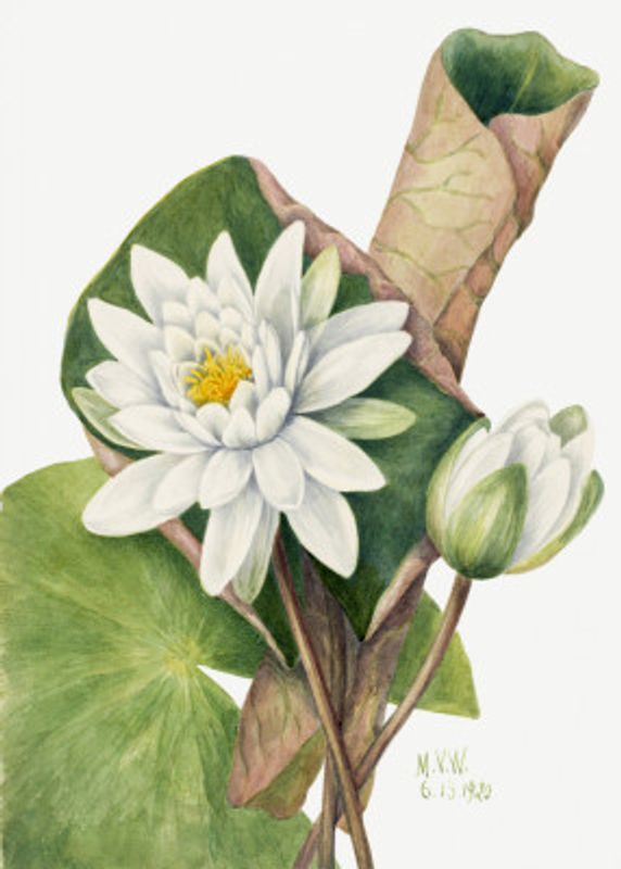 American Waterlily (1920)