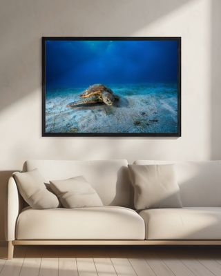 Green turtle in the blue