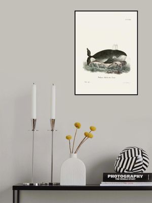 Bowhead Whale By Johann Christian Daniel Von Schreber.