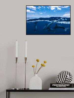 Between air and water with the dolphins