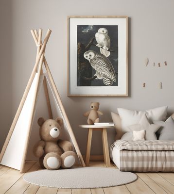 Snowy Owl From Birds of America (1827)