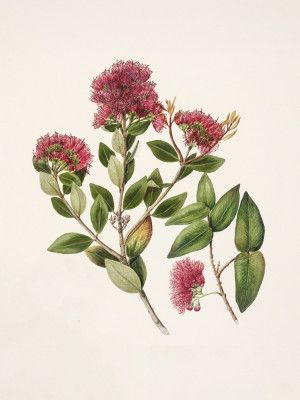 Rata By Sarah Featon (1848–1927)