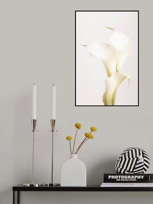 White Calla Lily No 3