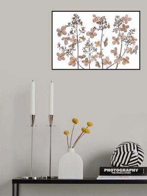 Hydrangea paniculata