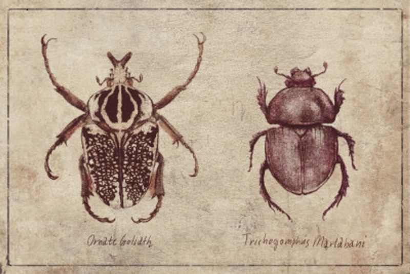 Insect Specimens