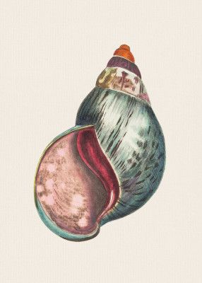 Agate Bulla