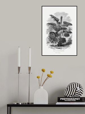 Vintage Palm Tree Drawing Xii