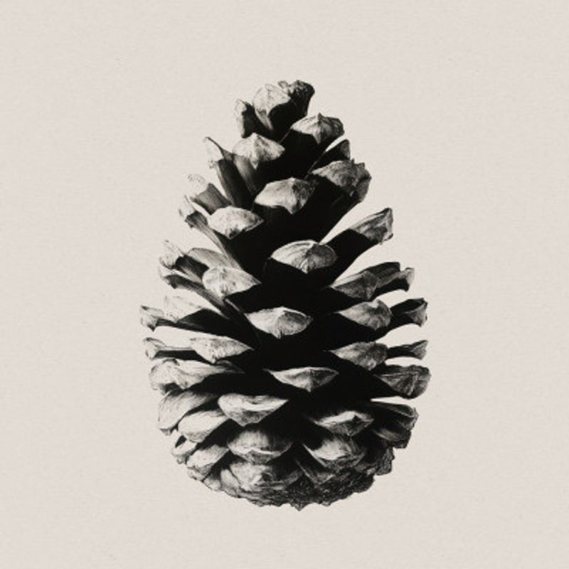 Pinecone Silhouette