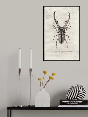 Cyclommatus Metalifer Finae