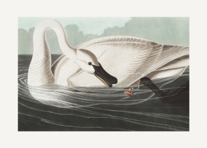 Trumpeter Swan From Birds of America (1827)