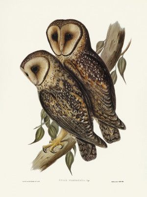 Masked Barn Owl