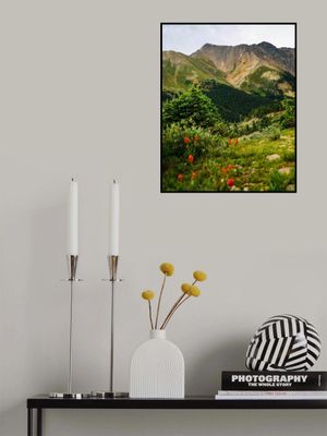 Loveland Pass Paintbrush