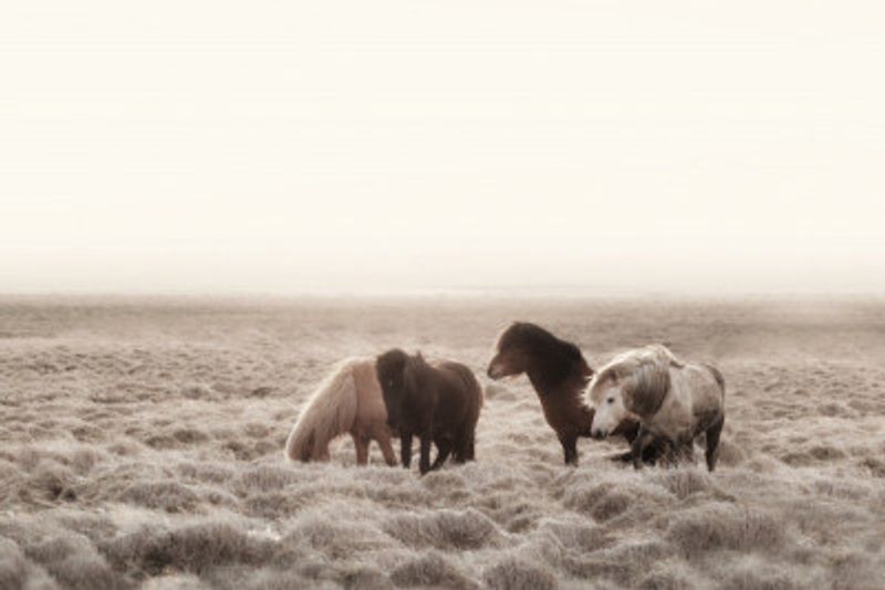 Iceland Wild Horses Creme