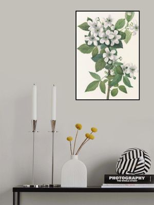 Highbush Blackberry From North American Wildflowers (1925) By Mary Vaux Walcott.