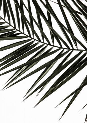 Frond Shadows