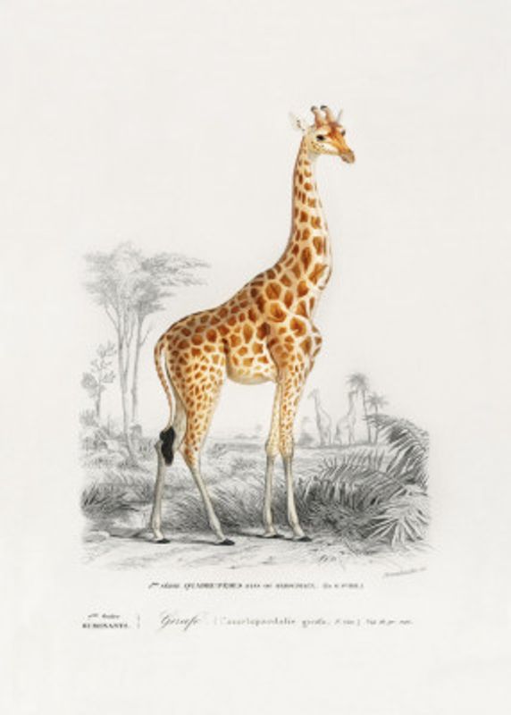Giraffe