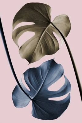 Monstera Pink Light 02