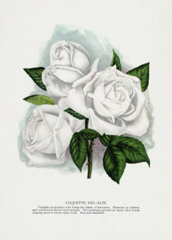 White Rose, Coquette Des Alps Lithograph