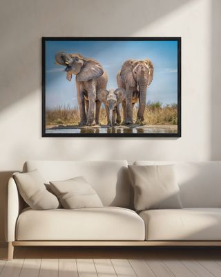 Eye level pachyderms