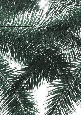 Sunlit Palms Canopy