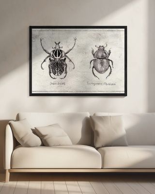 Ornate Goliath  Trichogomphus Martabani