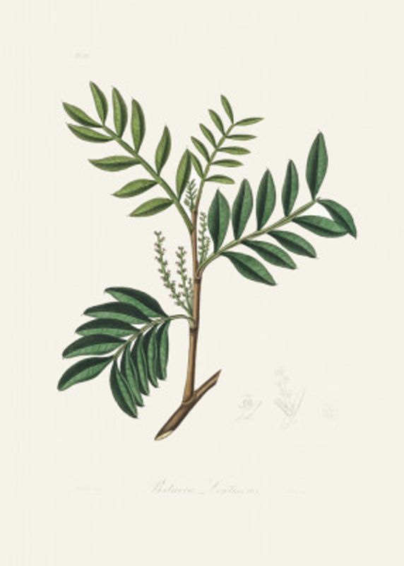 Lentisk (pistacia Lenitiscus) Medical Botany