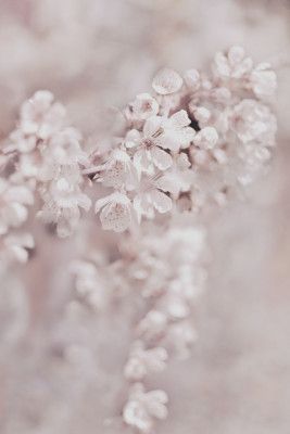Delicate Cherry Flowers in Soft Focus